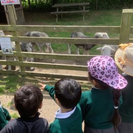 Nursery Farm Trip